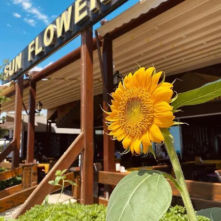 Sun Flower